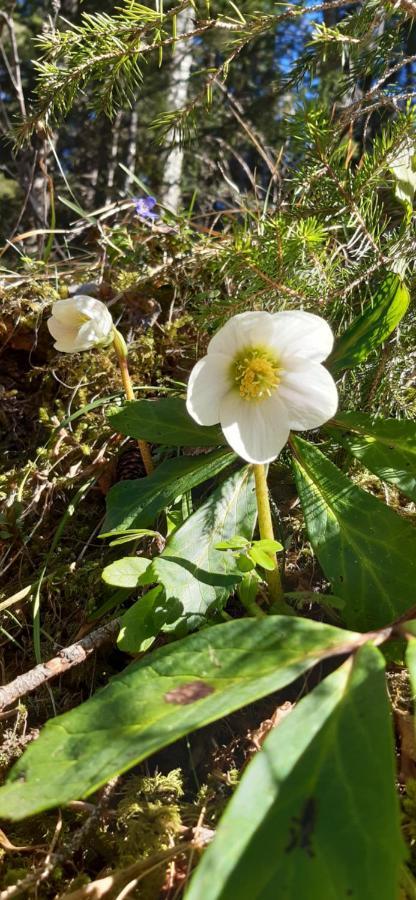 Fewo Niederndorferberg Esterno foto